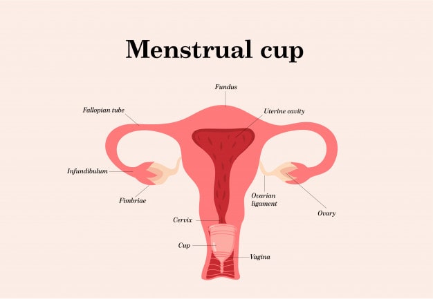 This image has an empty alt attribute; its file name is menstrual-cup-logo-feminine-period-hygiene-product_176448-161-min.jpg